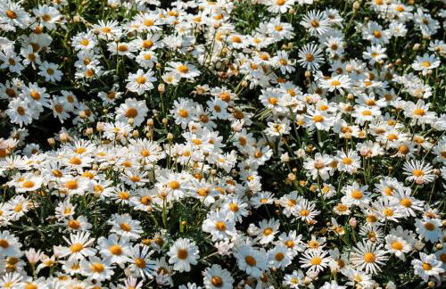 Villa la Moresca Your Tuscan Dream Panorama - Foto 38