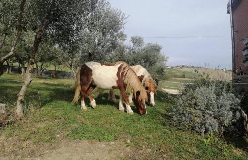 Casa degli Ulivi - Foto 11