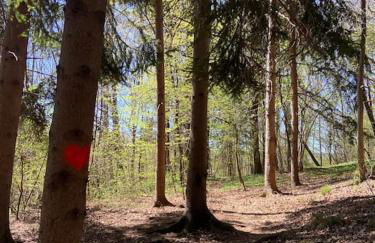 Il nocciòlo di Daisy - Foto 26