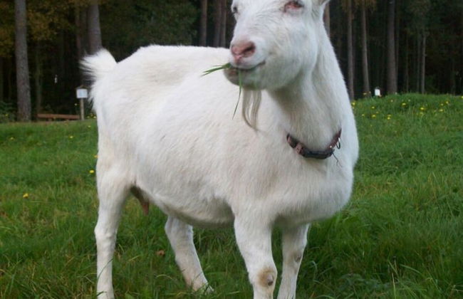 Holiday Apartment Tulpe Schuniglhof - Foto 11