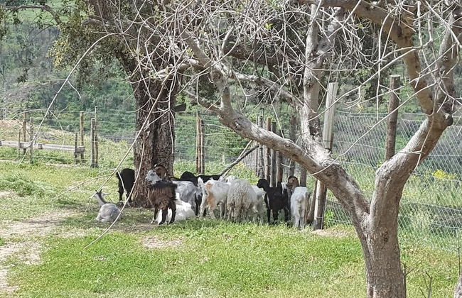 Agriturismo Mama Lina - Photo 41