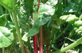 Cal Sadurní - Foto 61