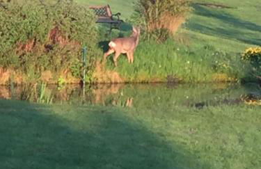 Apartment mit Burgblick im Grünen, Familie Held - Foto 28
