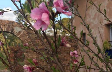 Maison Lily en Provence - Gonfaron - 4ch - Foto 11