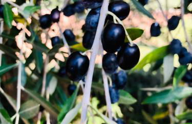 Casa Leoni Chianni - tuscan luxurious Villa - Foto 36