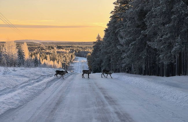 Lapland Pure Nature and More! - Foto 10