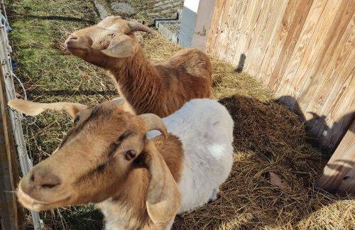 Ferienwohnung Rehblick Oberbränd - Foto 10