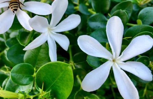 Villa Avgerini Paxos - Photo 65