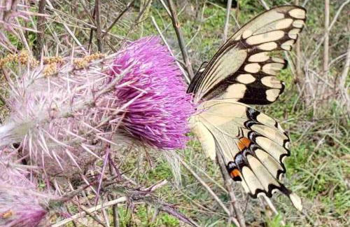 Little Ridge Ranch-East House Quiet Country Getaway-Pet Friendly! - Foto 26