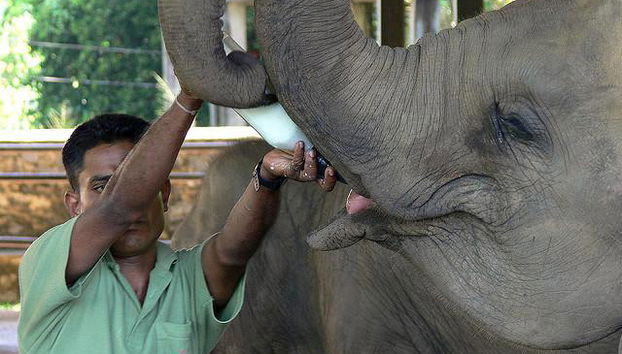 Visitez l'Orphelinat des Éléphants de Pinnawala - Excursion d'une Journée - Photo 2