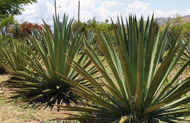 Mezcal Tour of Santa Catarina Minas - Foto 1