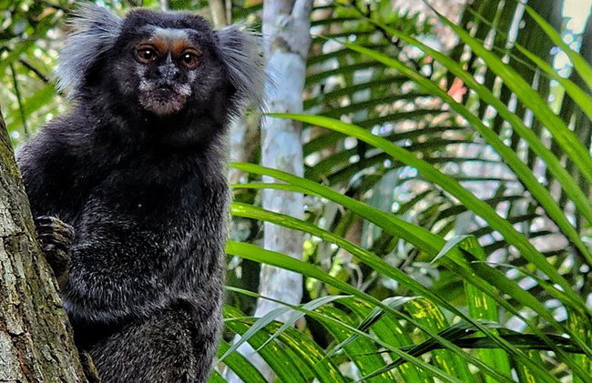 Visita guiada al bosque de Tijuca para grupos pequeños - Foto 42