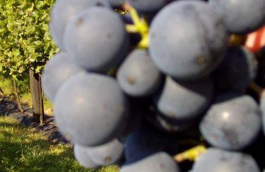 Dom Wakacyjny Quattro Niesulice - Foto 53