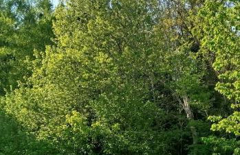 Le chant de l'ègue - Foto 5