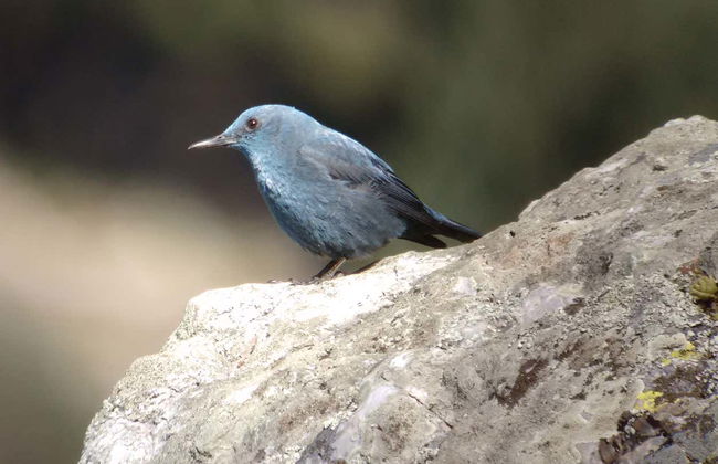 Observation d'oiseaux à Monfragüe - Photo 5