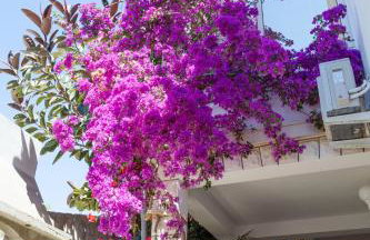 Apartmani Marelic - Sun Beach - Photo 3