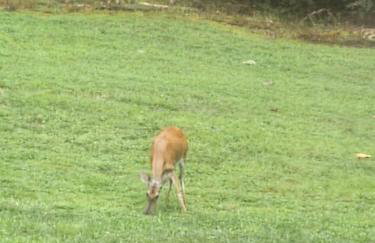 Wilderness retreat - Foto 14