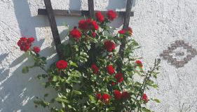 Hof Heideland 1 - Foto 5