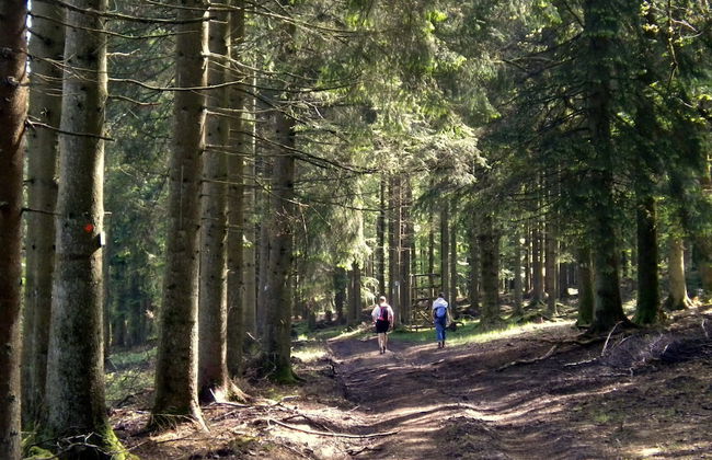 Gîtes Les Myosotis - Foto 41