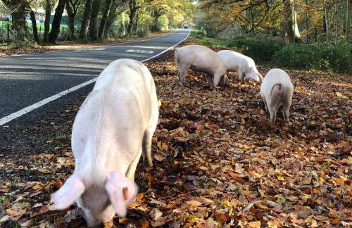 Oak Tree Cottage, Charming, Rural New Forest Home - Foto 51