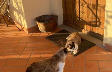 Casa Benucci Oliveta Tuscany - Foto 33