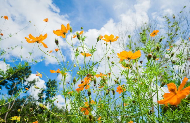 De Chom Villa - Foto 67