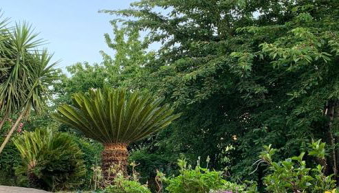 Il Ciliegio - Photo 2