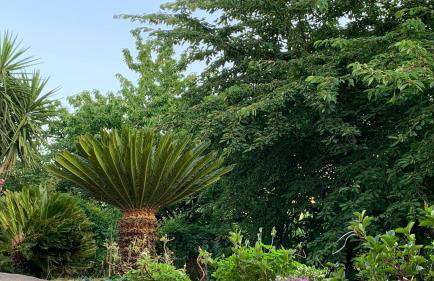 Il Ciliegio - Photo 2