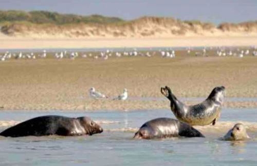 Holiday Home in Quend-Plage near Sandy Beach - Foto 31