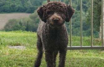 Villa Podere Quartarola - Foto 49