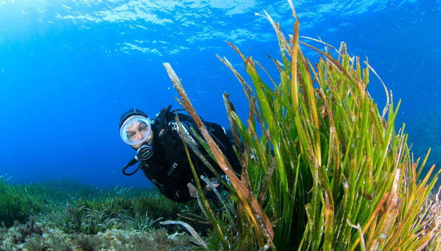 Beginner's Scuba Diving in Bosa - Photo 4, Discover the biodiversity of Bosa's seabed