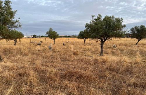 Casas SaoMiguel33 - Foto 39