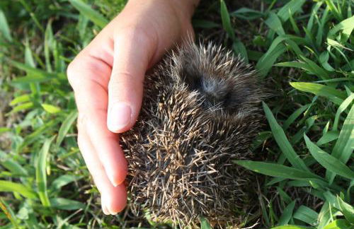 No Meio da Natureza - Turismo No Espaco Rural - Foto 27