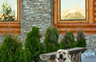 Luxe Teton View Log Cabin Hot Tub Large Groups - Foto 10