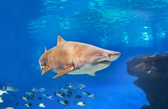 Entrada a Palma Aquarium - Foto 7