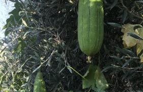 BIO Garden New House - Foto 33