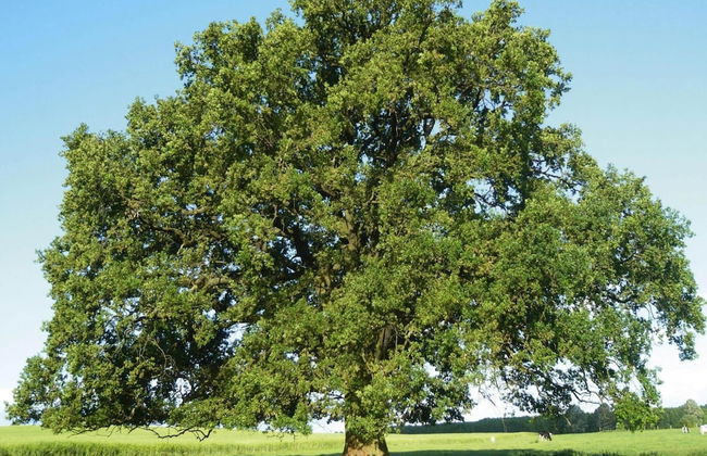 Holiday Home, Plau am See - Foto 51