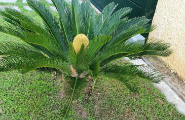 Residenza Laura Casa Vacanze Capo Vaticano - Foto 40