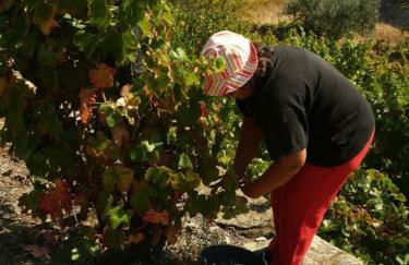 Quinta da Padrela Winery House - Foto 47