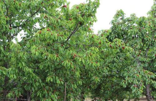 Elia Meronas - Photo 33