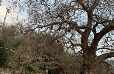 Athena’s House - Foto 21