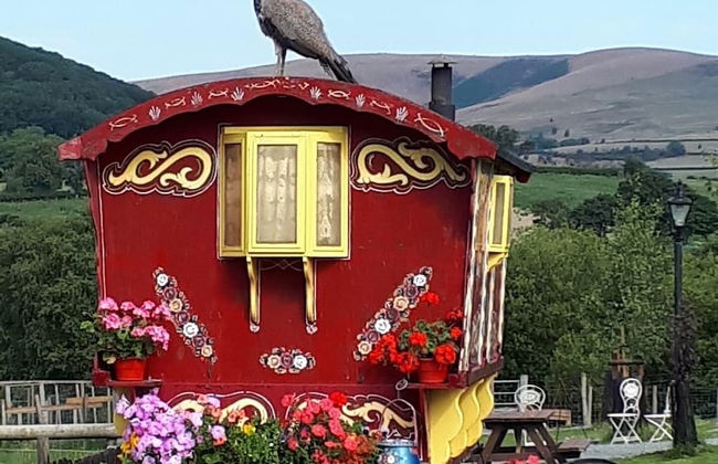 Rosie Traditional Gypsy Wagon - Foto 19