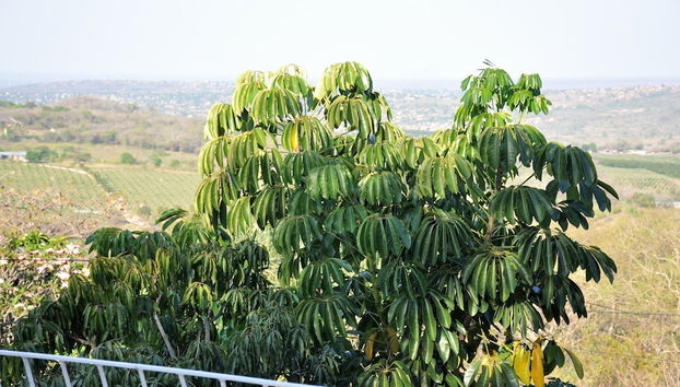 Impala Niezel Lodge - Foto 4, Habitación