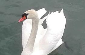 Ferienwohnung Bodensee Fisch - Foto 29