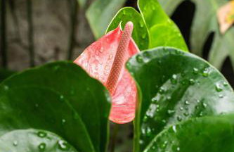 Dingo - Refugio romântico em meio à natureza - Photo 12