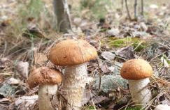 Ferienwohnung Kluge - Foto 29