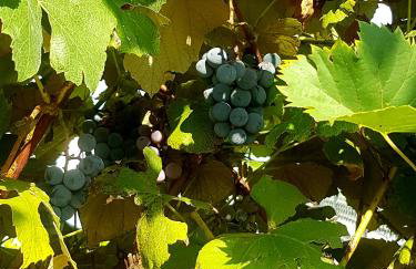 Apartman Goran - 130m Radiochirurgia - Foto 34