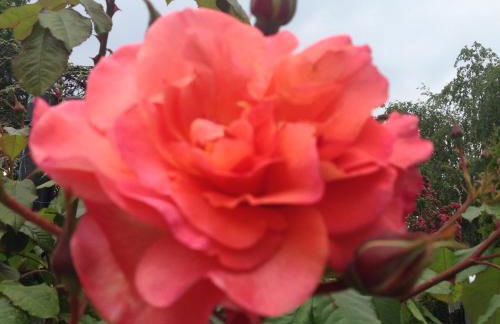 Villa Rosengarten - Foto 38