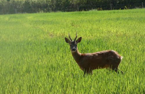 Farm lodge - Foto 17