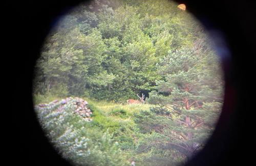 CALMFRANC ático abuhardillado con vistas al río y la montaña Avistamiento de ciervos en Canfranc Pueblo - Foto 30